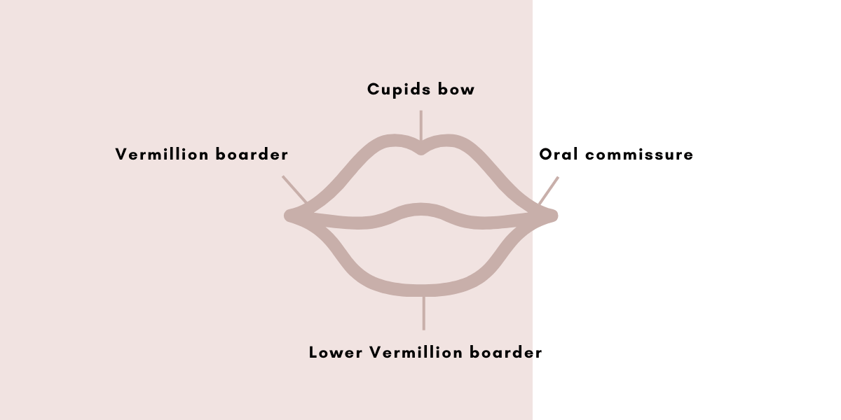 lips with annotations for lip fillers - Blossom Cosmetic Clinic in York